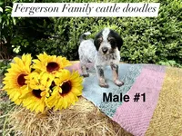 Pumpkin , a male Australian Cattle Dog and Aussiedoodle for sale in Harrisonville, MO – 2 of 2