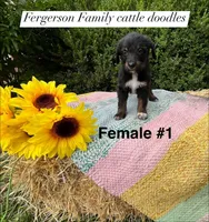 Female 1, a female Australian Cattle Dog and Aussiedoodle for sale in Harrisonville, MO – 2 of 2
