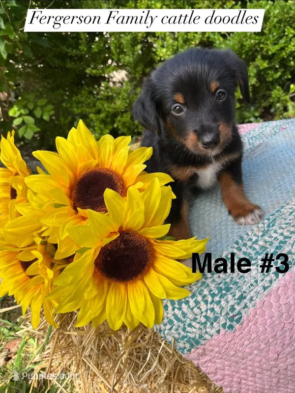 Male  3 – Australian Cattle Dog, Aussiedoodle puppy for sale in Harrisonville, MO