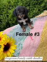 Female 3, a female Australian Cattle Dog and Aussiedoodle for sale in Harrisonville, MO – 1 of 1