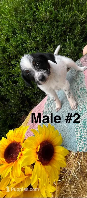 Male 2 – Australian Cattle Dog, Aussiedoodle puppy for sale in Harrisonville, MO