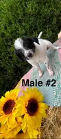 Male 2, a male Australian Cattle Dog and Aussiedoodle for sale in Harrisonville, MO – 1 of 2