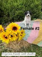 Female 2, a female Australian Cattle Dog and Aussiedoodle for sale in Harrisonville, MO – 2 of 2