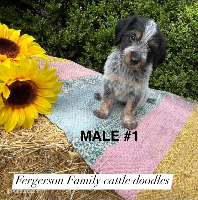 Pumpkin  – Australian Cattle Dog, Aussiedoodle puppy for sale in Harrisonville, MO