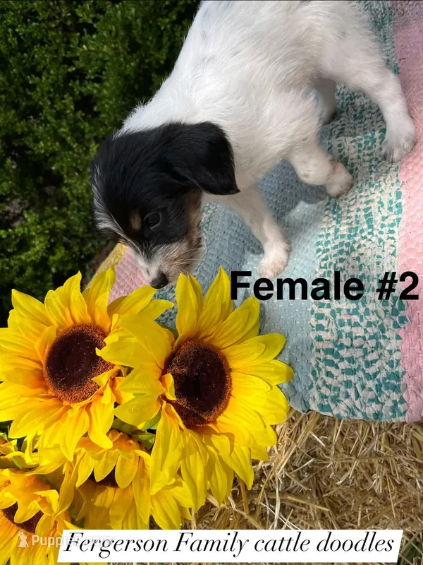Female 2 – Australian Cattle Dog, Aussiedoodle puppy for sale in Harrisonville, MO