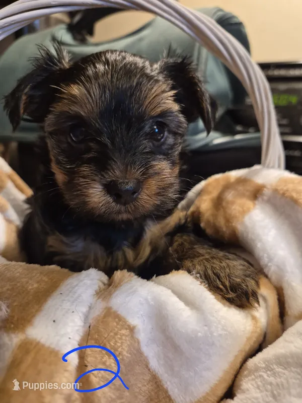 Little nugget  – Yorkshire Terrier puppy for sale in Burkeville, VA