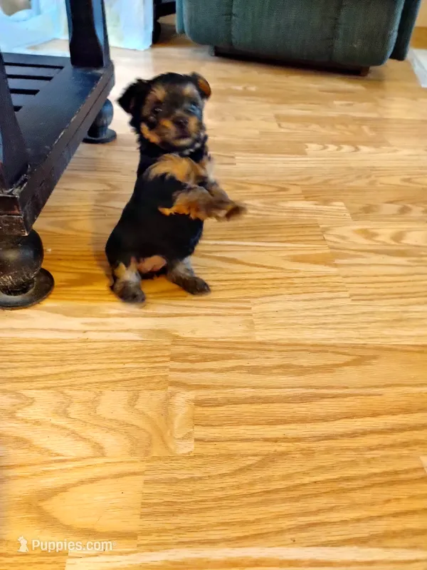 Little man – Yorkshire Terrier puppy for sale in Burkeville, VA