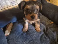 Sweet pea, a female Yorkshire Terrier for sale in Burkeville, VA – 2 of 2