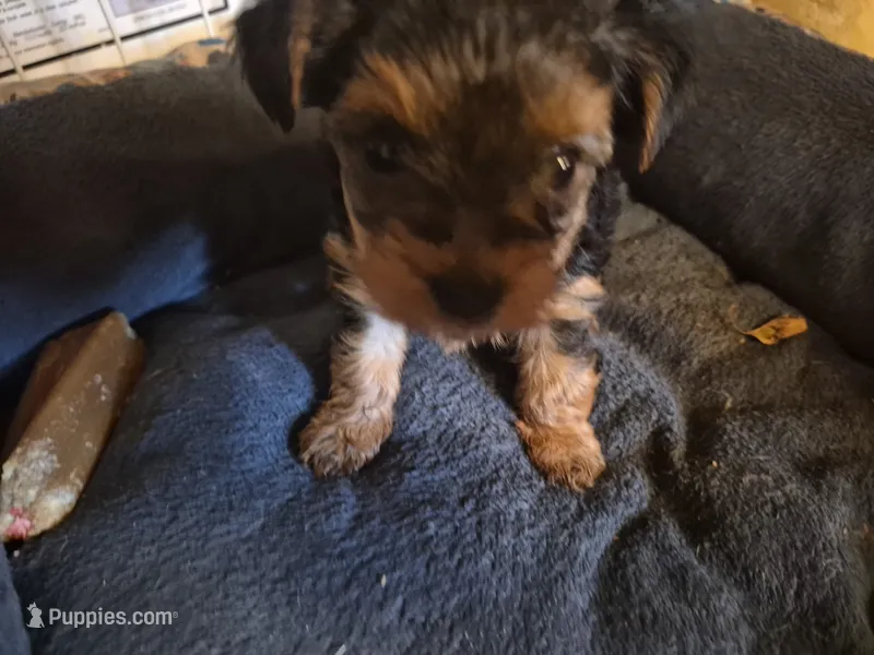 Sweet pea – Yorkshire Terrier puppy for sale in Burkeville, VA