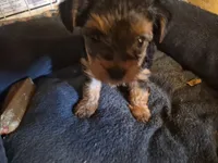 Sweet pea, a female Yorkshire Terrier for sale in Burkeville, VA – 1 of 2