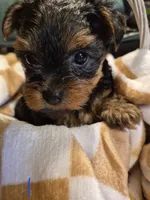 Little man, a male Yorkshire Terrier for sale in Burkeville, VA – 2 of 2