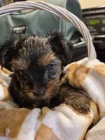 Little nugget , a male Yorkshire Terrier for sale in Burkeville, VA – 2 of 2