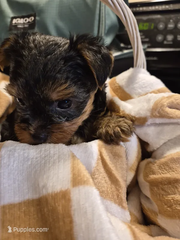 Little man – Yorkshire Terrier puppy for sale in Burkeville, VA