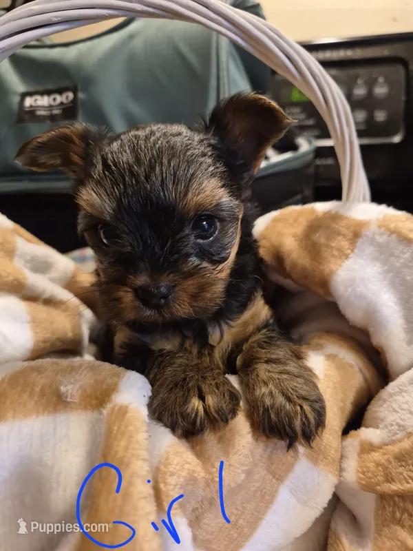 Sweet pea – Yorkshire Terrier puppy for sale in Burkeville, VA