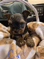 Sweet pea, a female Yorkshire Terrier for sale in Burkeville, VA – 1 of 1
