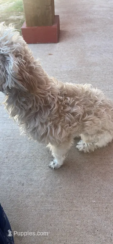 Rain – Maltipoo puppy for sale in Aledo, TX