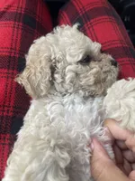 Rain, a female Maltipoo for sale in Aledo, TX – 2 of 3