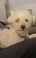 Penny, a female Poodle - Toy  for sale in Aledo, TX – 1 of 3