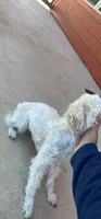 Penny, a female Poodle - Toy  for sale in Aledo, TX – 2 of 3