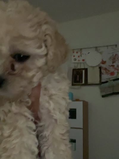 Rain, a female Maltipoo for sale in Aledo, TX – 3 of 3