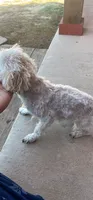 Penny, a female Poodle - Toy  for sale in Aledo, TX – 3 of 3