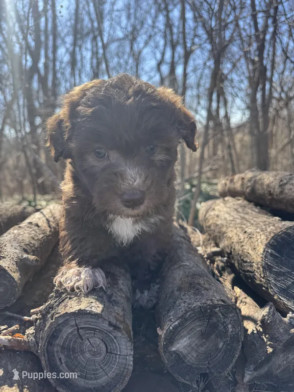 Charlie – Miniature Aussiedoodle puppy for sale in Emporia, KS