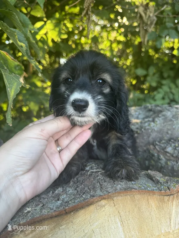 Foxy – Cockapoo puppy for sale in Emporia, KS