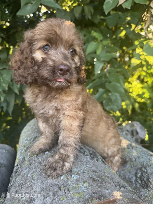 Foxy – Cockapoo puppy for sale in Emporia, KS