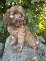 Foxy, a female Cockapoo for sale in Emporia, KS – 1 of 2