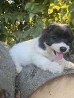 Oreo, a female Cockapoo for sale in Emporia, KS – 2 of 2
