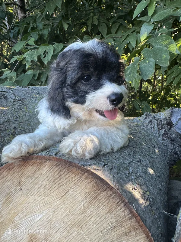 Oreo – Cockapoo puppy for sale in Emporia, KS