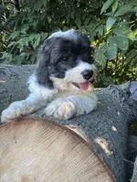 Oreo, a female Cockapoo for sale in Emporia, KS – 1 of 2