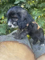Foxy, a female Cockapoo for sale in Emporia, KS – 2 of 2