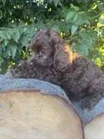 Sweety, a female Cockapoo for sale in Emporia, KS – 2 of 2