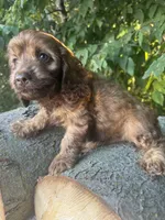 Buddy, a male Cockapoo for sale in Emporia, KS – 2 of 2