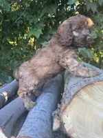 Buddy, a male Cockapoo for sale in Emporia, KS – 1 of 2