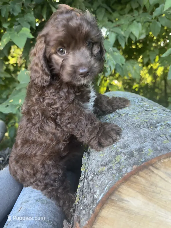 Sweety – Cockapoo puppy for sale in Emporia, KS