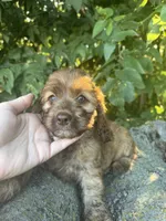 Foxy, a female Cockapoo for sale in Emporia, KS – 2 of 2