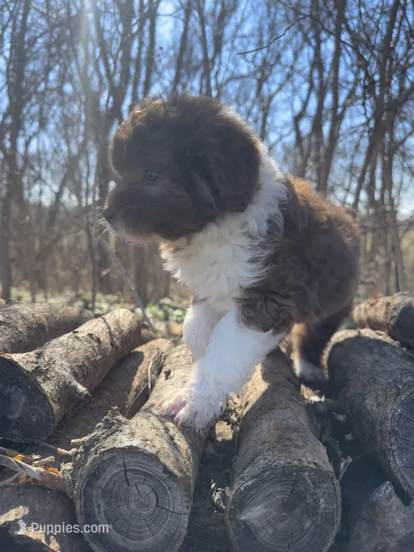 Callie – Miniature Aussiedoodle puppy for sale in Emporia, KS