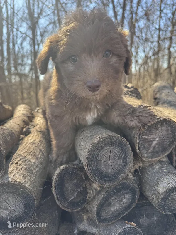 Sadie – Miniature Aussiedoodle puppy for sale in Emporia, KS