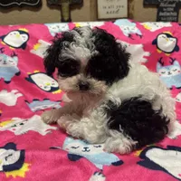 AKC Tiny Domino, a male Poodle - Toy  for sale in Weatherford, TX – Photo 10 of 10