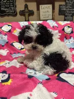 AKC Tiny Domino, a male Poodle - Toy  for sale in Weatherford, TX – Photo 10 of 10
