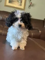 AKC Tiny Domino, a male Poodle - Toy  for sale in Weatherford, TX – Photo 4 of 10