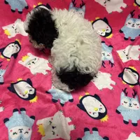 AKC Tiny Domino, a male Poodle - Toy  for sale in Weatherford, TX – Photo 9 of 10