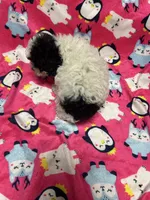 AKC Tiny Domino, a male Poodle - Toy  for sale in Weatherford, TX – Photo 9 of 10