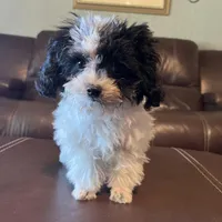 AKC Tiny Domino, a male Poodle - Toy  for sale in Weatherford, TX – Photo 5 of 10
