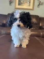 AKC Tiny Domino, a male Poodle - Toy  for sale in Weatherford, TX – Photo 5 of 10