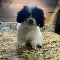 AKC Tiny Domino, a male Poodle - Toy  for sale in Weatherford, TX – Photo 6 of 10