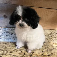 AKC Tiny Domino, a male Poodle - Toy  for sale in Weatherford, TX – Photo 7 of 10
