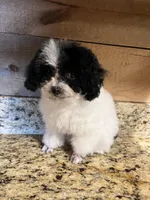 AKC Tiny Domino, a male Poodle - Toy  for sale in Weatherford, TX – Photo 7 of 10
